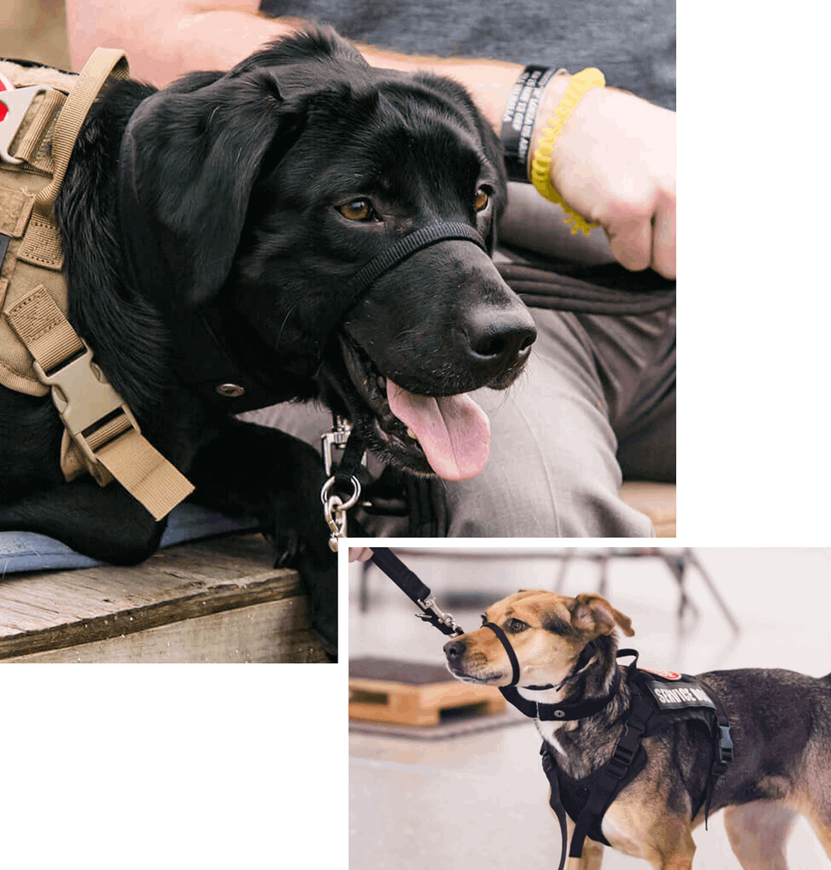 Coleman Natural About Pups4Patriots |